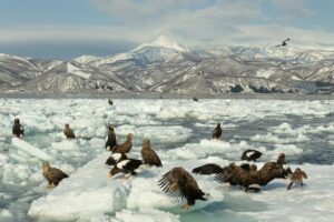 日本世界自然遺產 總整理｜一次看懂所有 UNESCO 認定日本自然景點與旅遊建議