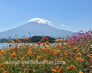 河口湖大石公園 ｜富士山四季美景、自然生活館、富士大石花園平台&交通資訊