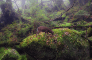 屋久島自由行 懶人包｜世界自然遺產必訪景點、美食、行程安排一篇搞懂！