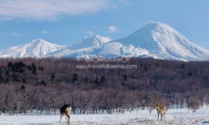 北海道知床冬季戶外體驗 Furepe瀑布雪鞋健行 森林巧遇蝦夷鹿覓食