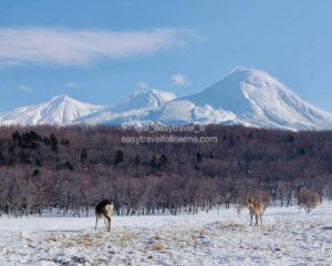 Furepe瀑布雪鞋健行 體驗｜知床冬季雪地導覽 × 森林瀑布冒險全紀錄