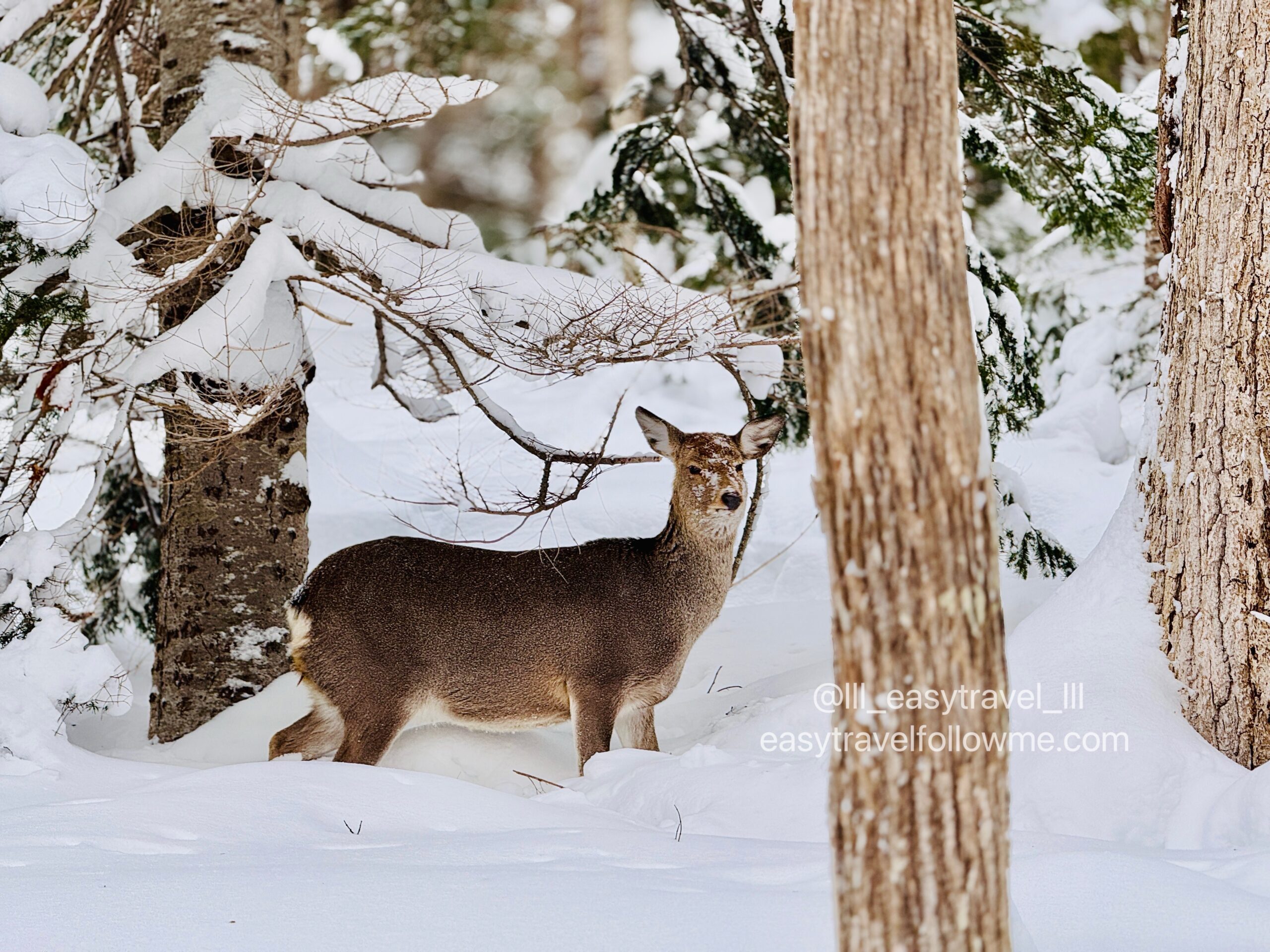 知床野生動物觀察團 ｜冬季雪地健行導覽體驗 × 原始森林深度行程推薦