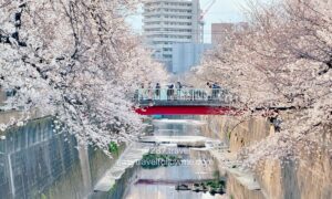 東京私房賞櫻景點 板橋區石神井川 櫻花河道 搭配紅色的渡橋