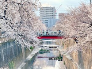 [Tokyo] A Local’s Secret Cherry Blossom Spot: Shakujii River Sakura Walkway – A Hidden Gem Rivaling Meguro River