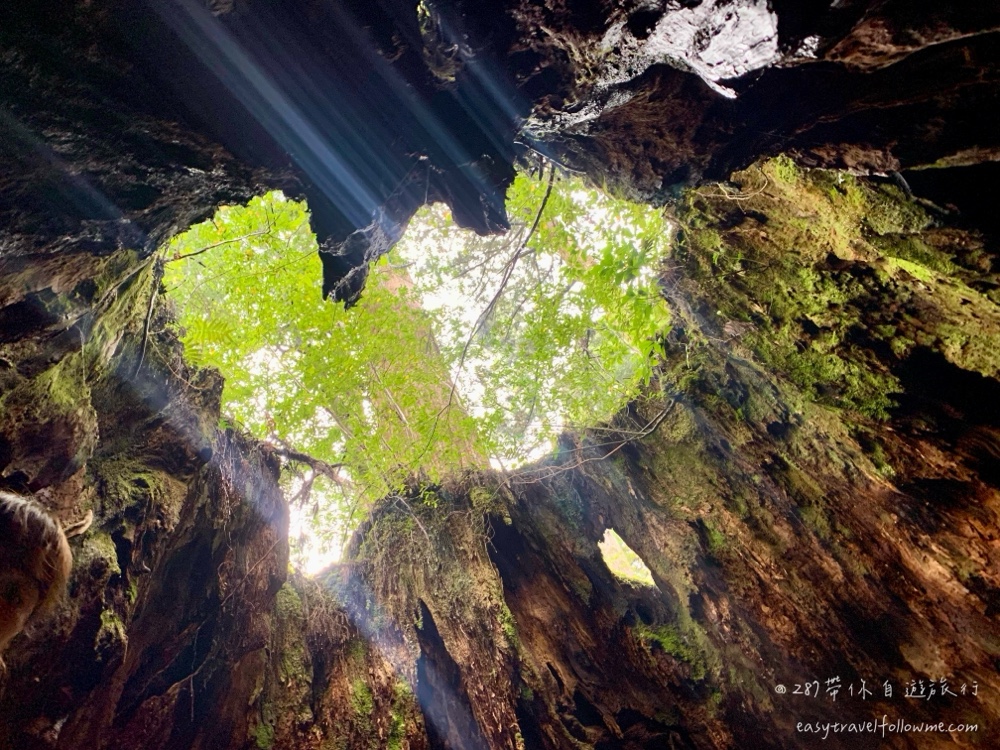屋久島繩文杉 世界自然遺產健行攻略｜裝備準備・路線介紹・行程建議