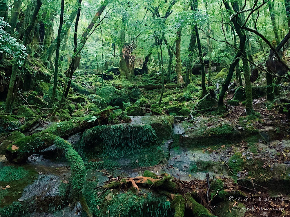 屋久島交通 全指南｜屋久島自由行交通資訊懶人包 日本世界自然遺產