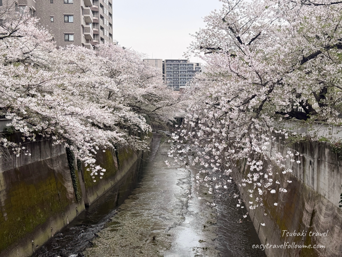 神田川賞櫻 季節尾聲散步｜川畔的藝術茶香 iro paper art café 的質感下午茶
