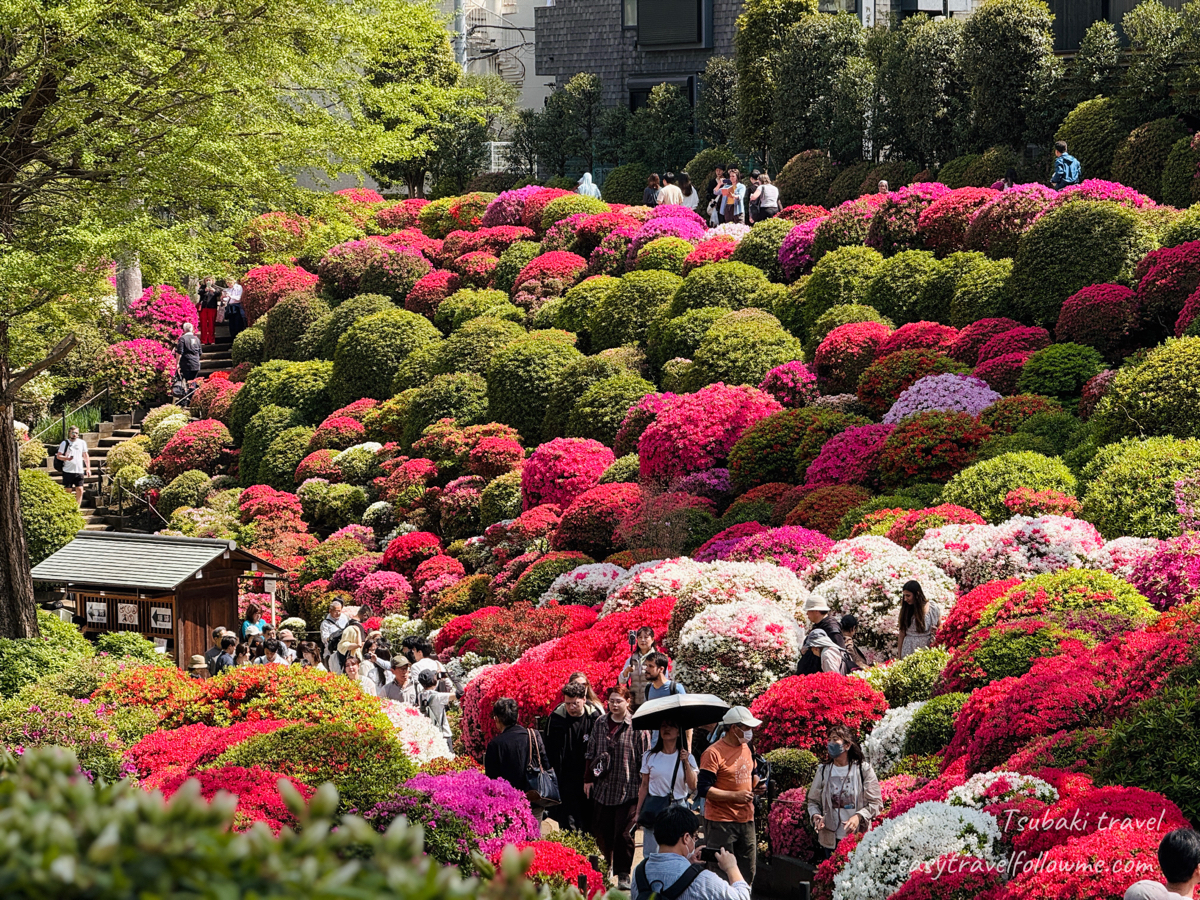 根津神社 杜鵑花祭 與Tsutsuji café甜點散步｜東京春天杜鵑花景點